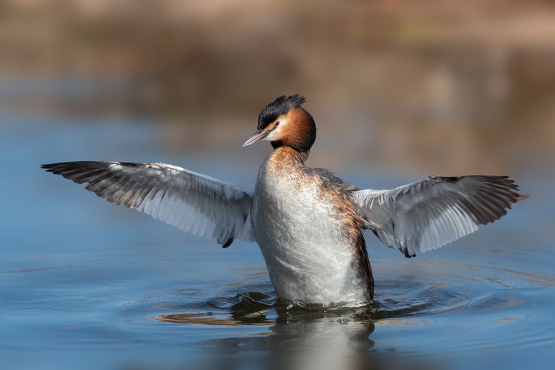 большая поганка, чомга, podiceps cristatus, great crested grebe - Живу я, как поганка...photo preview