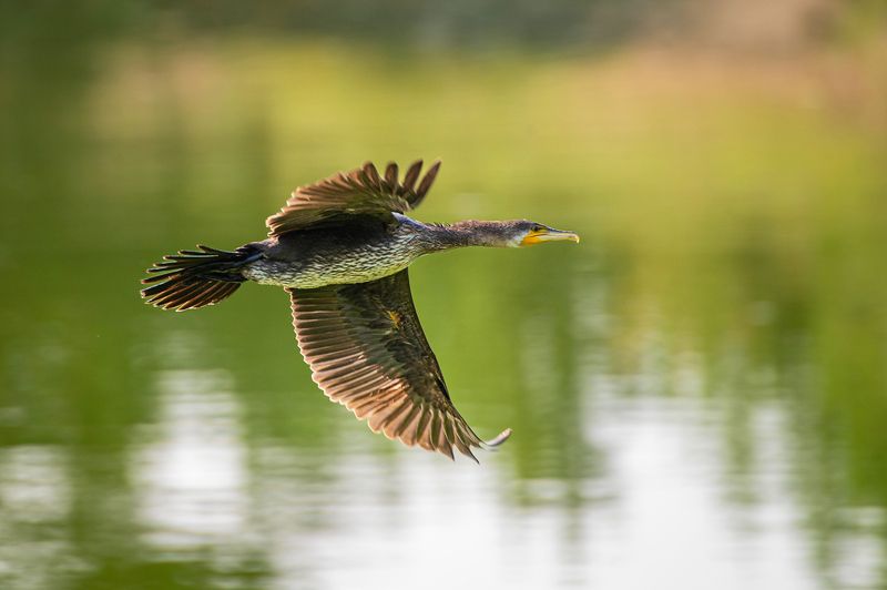 баклан, юг красноярского края Бакланphoto preview