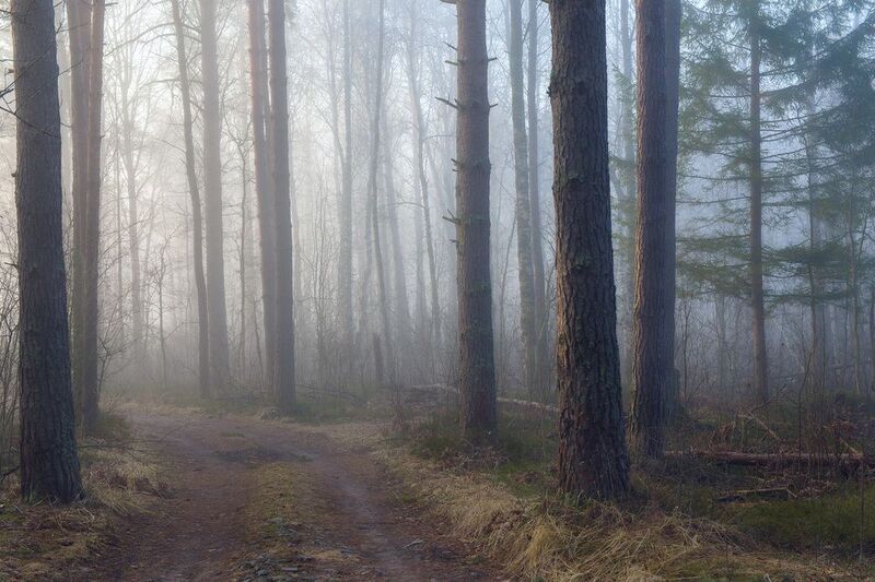 весна утро туман лес дорога состояние Погружение в надеждуphoto preview