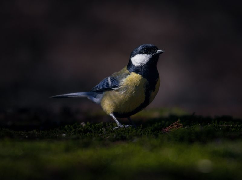 лес, свет, утро, природа, синица, птицы ***photo preview