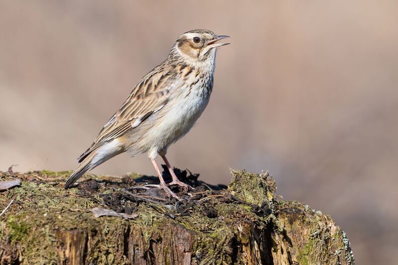 Юла.photo preview