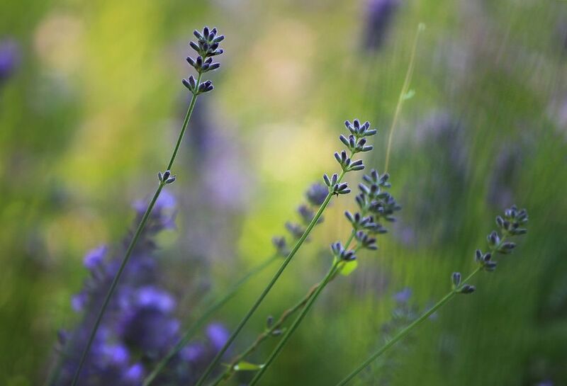 .. и окунуться в цветочные запахиphoto preview