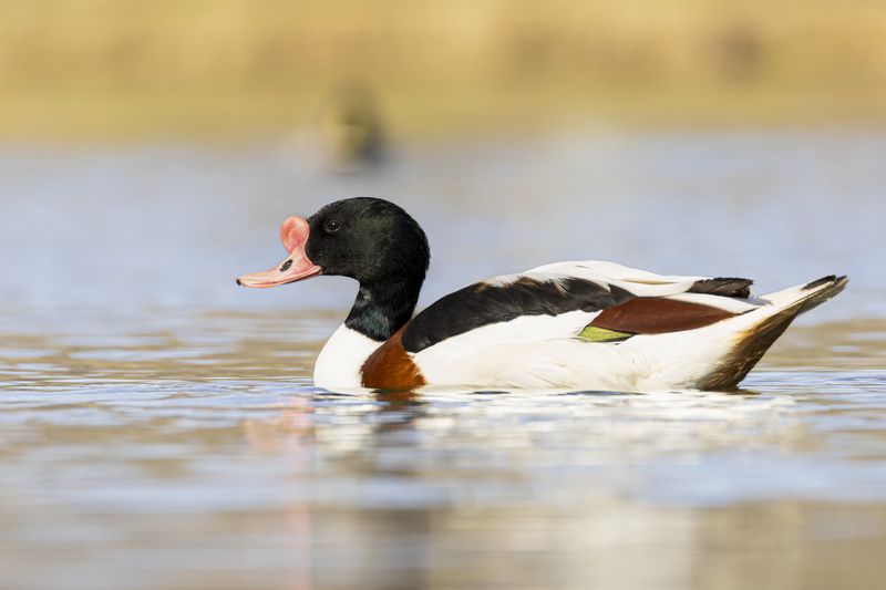 пеганка Пеганкаphoto preview