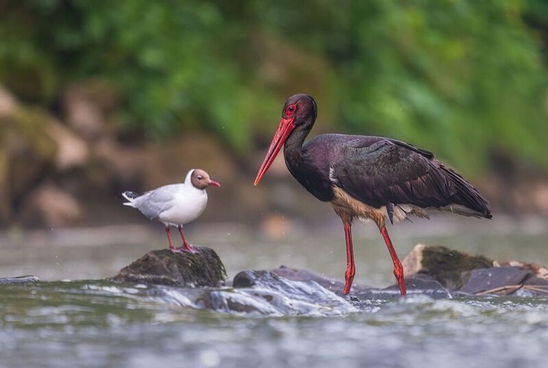 Bocian czarnyphoto preview