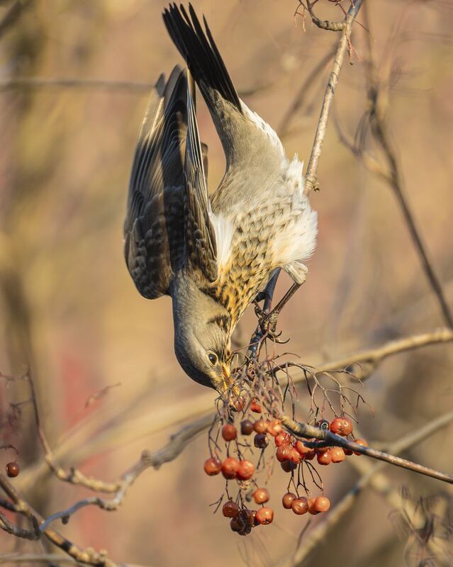 рябинник Рябинникphoto preview