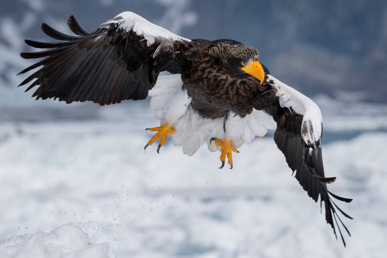 japan, honshu, hokkaido, winter, snow, photography_workshop, japanese_macaque,s snow_monkeys, jigokudani, hell_valley, blakistons_fish_ow,l tancho, red_crowned_crane, tsurui_ito_sanctuary, stellers_sea_eagle, white_tailed_sea_eagle, rausu, notsuke_peninsu, Майк Рейфман