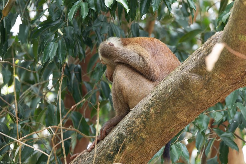 Индийский макак Индийский макакphoto preview