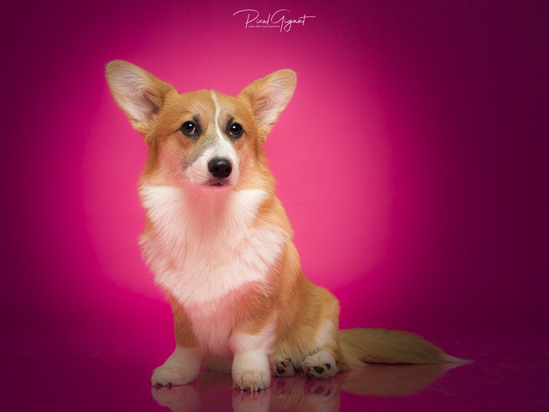 Maple the Corgiphoto preview