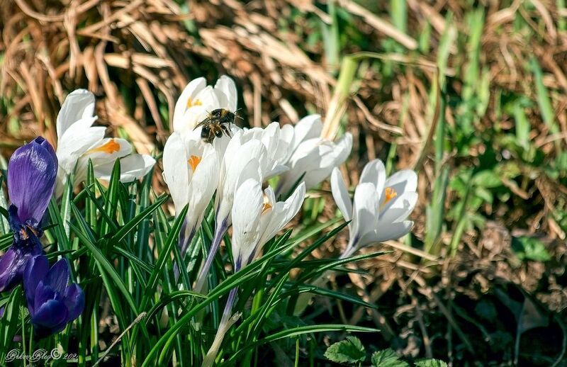 Крокусы...photo preview