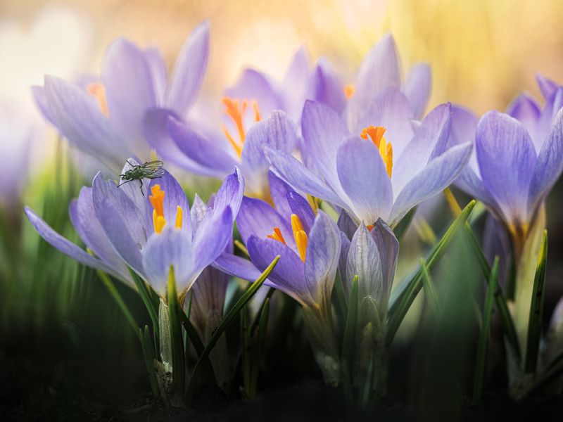 Крокусы и муха фото превью