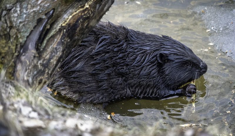 Москва, Строгино, Большой Строгинский Затон, бобёр, Щукинский полуостров,  Бобёр на Щукинском полуострове. фото превью
