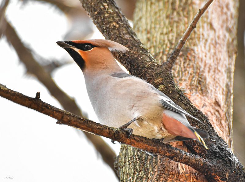 Свиристельphoto preview