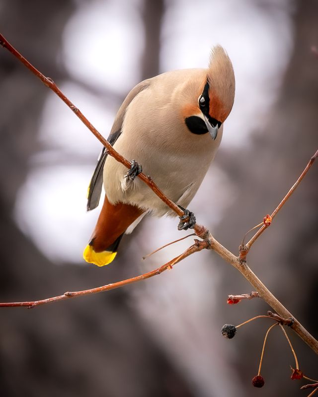 свиристель, бердвочинг, птицы Просто подари мне один только взгляд)photo preview