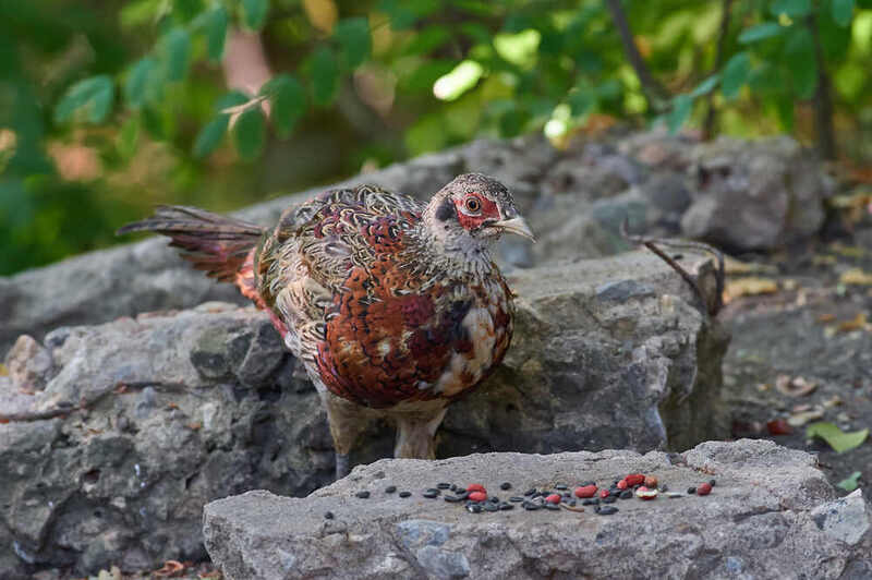 bird, birdswtching, voglgorad, russia, wildlife, #photo preview