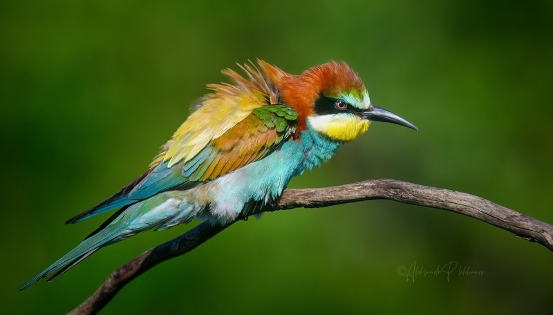 Детали и краскиphoto preview