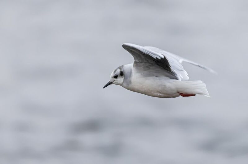 Малая чайкаphoto preview