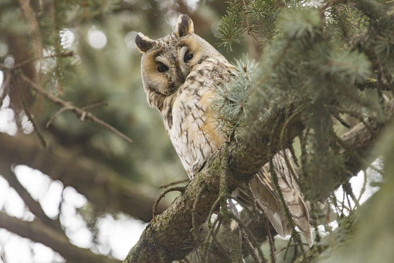 Ушастая соваphoto preview