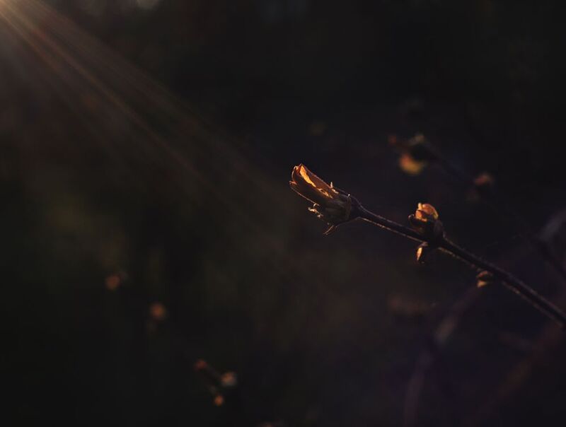 На зареphoto preview