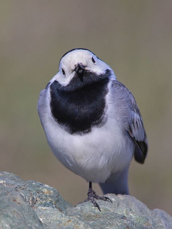 motacilla alba, белая трясогузка, Белая трясогузка.photo preview