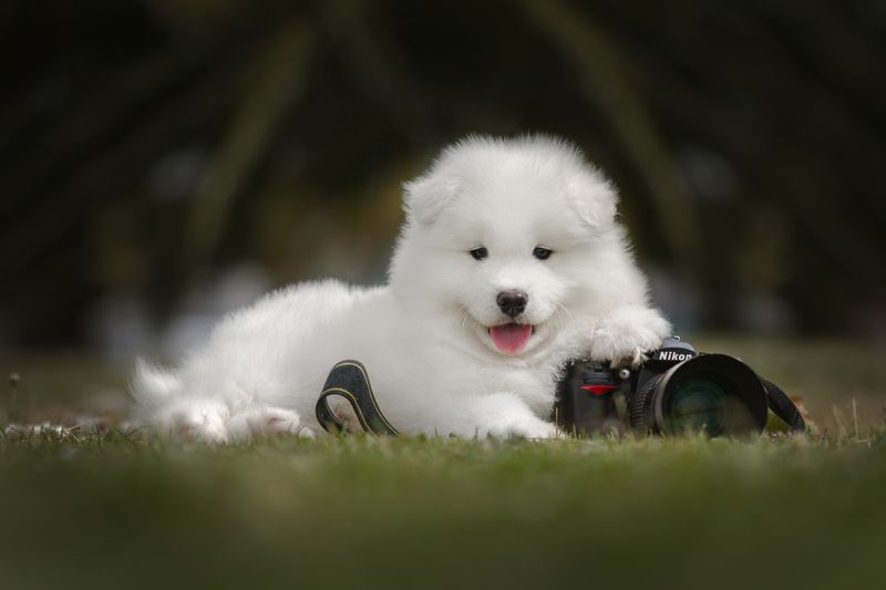 photography,dogs,pets,animal,canine,portrait,puppy,pose,natural,light,samoyed,nikon,camera,fluffy,white,spring Sammy фото превью