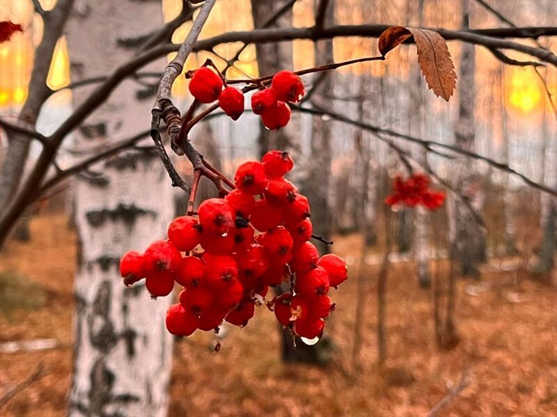 Осеньphoto preview