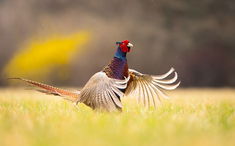 Pheasantphoto preview