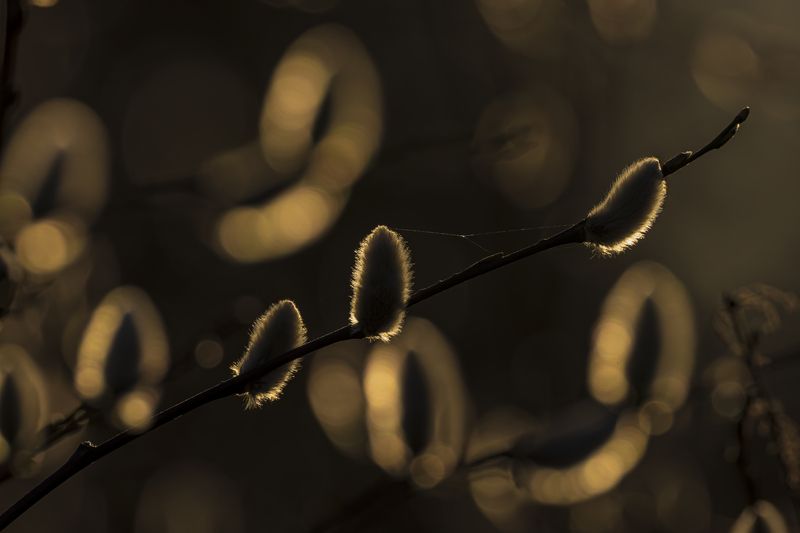 Вербаphoto preview