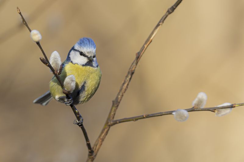 Весна фото превью