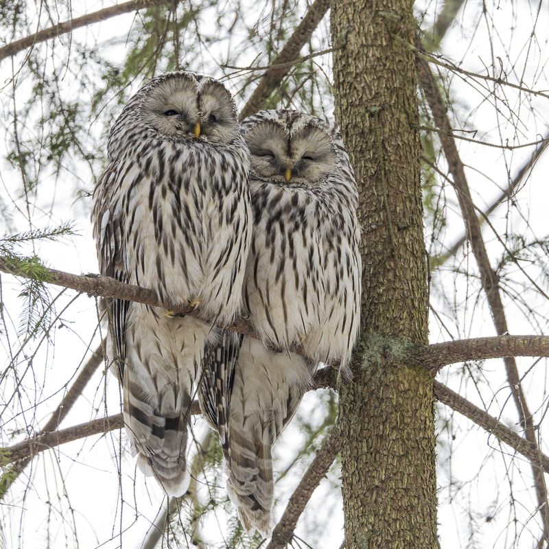 длиннохвостая неясыть, неясыть, сова, уральская неясыть Совиное семействоphoto preview