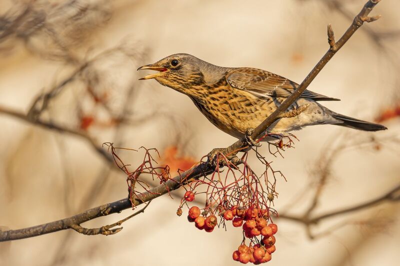 Рябинник Рябинникphoto preview