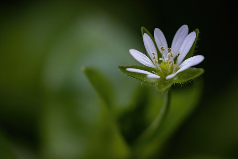 Макроphoto preview