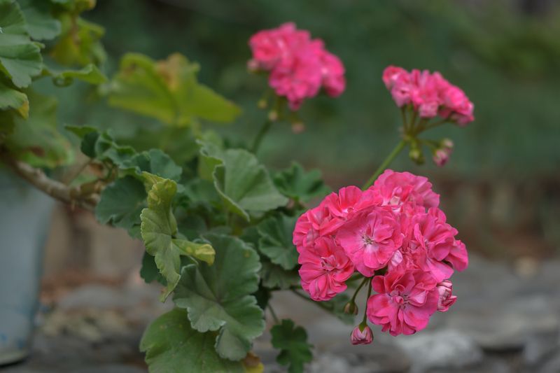 Пеларгония.photo preview