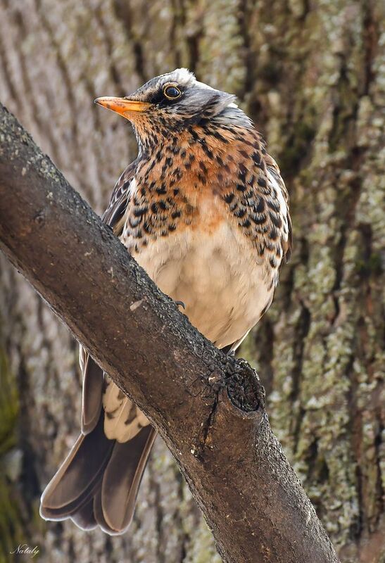 Дрозд - рябинникphoto preview