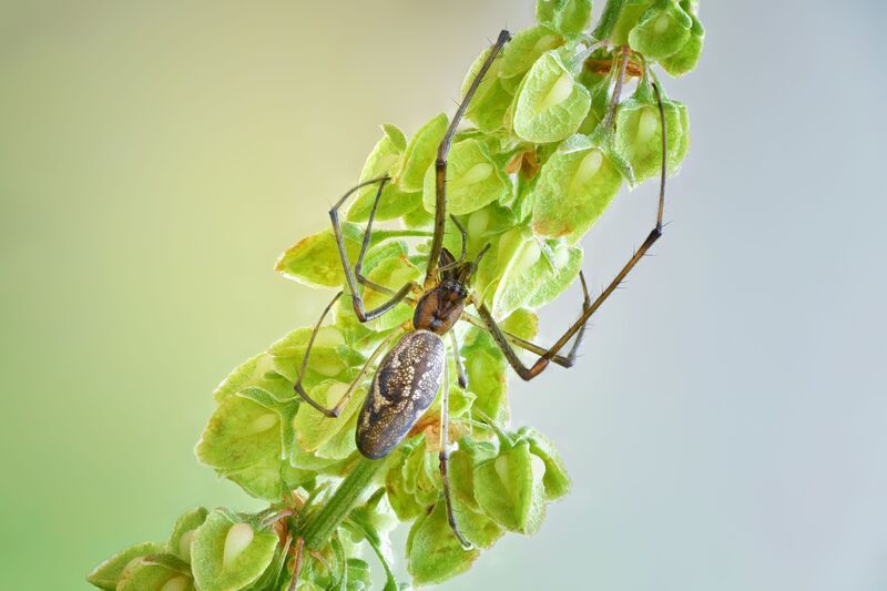 Tetragnathidaephoto preview