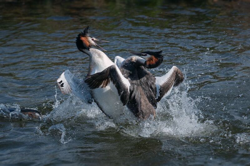 Бои без правилphoto preview