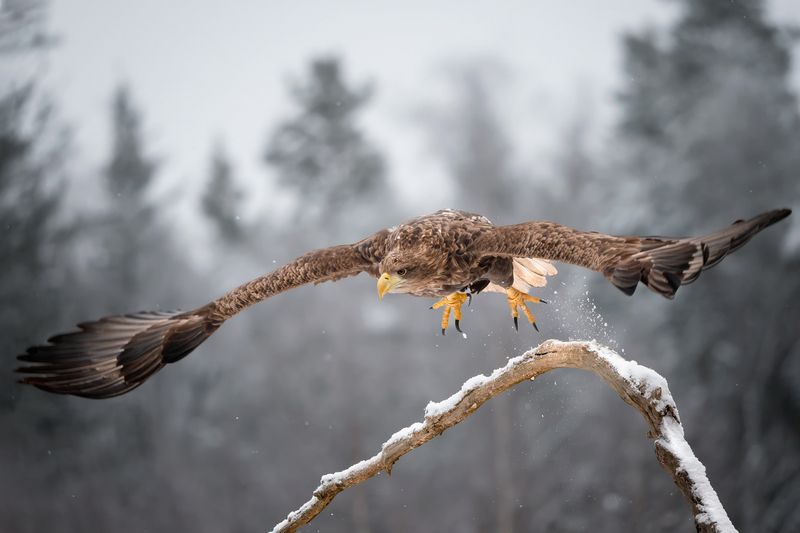 АН-124 Русланphoto preview