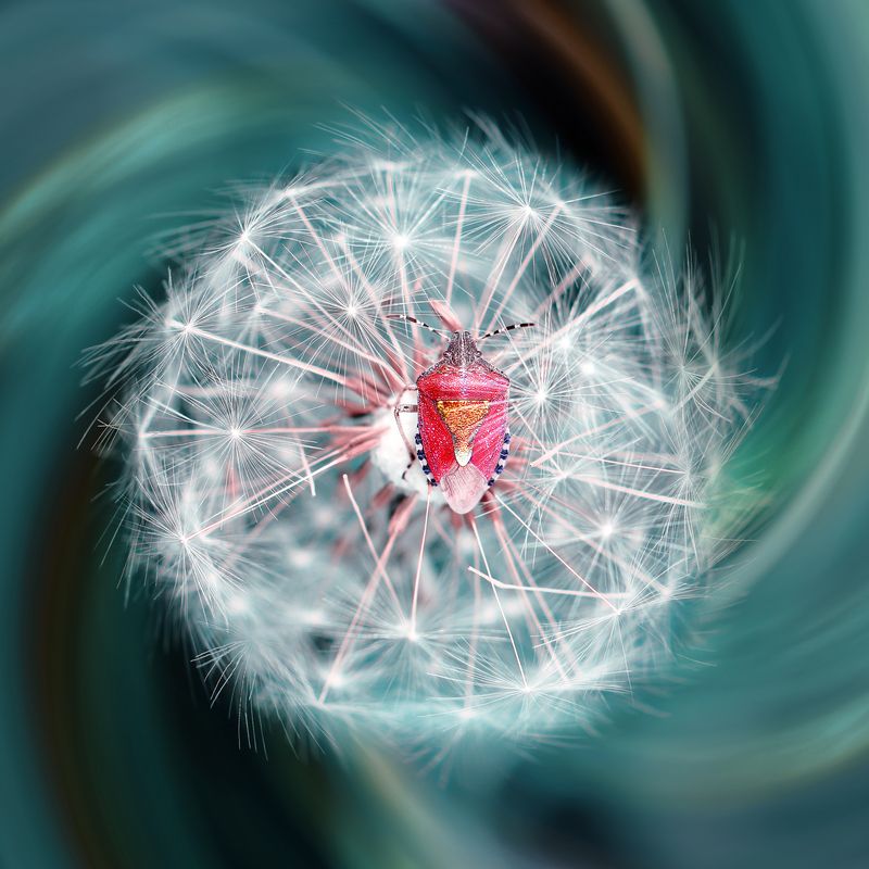 creative, креатив, манипуляция, поворот, цветок, жук, цифровое, искусство, manipulation, digital, art, flower, bug, turn Разворот...photo preview