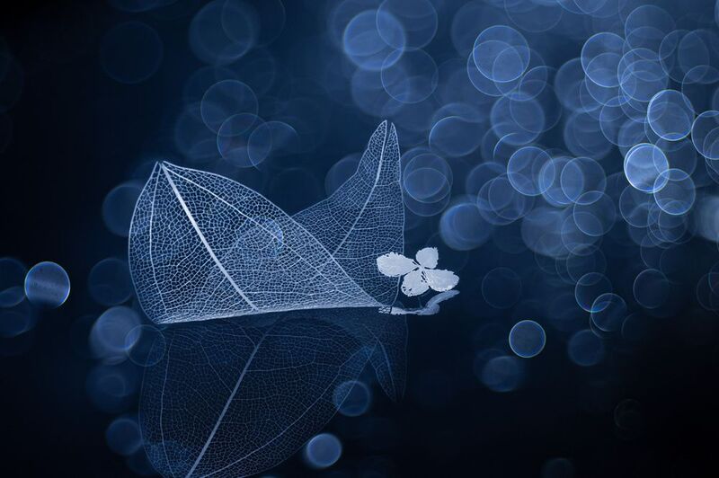 close-up In the mystery of dreams фото превью