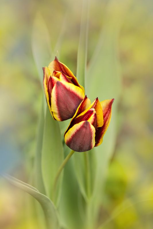 close-up, color, colors, concept, conceptual, digital, digital art, editing, flower, flowers, macro, nature, tulip, tulips, photography, portrait, Gavota Tulips Portraitphoto preview