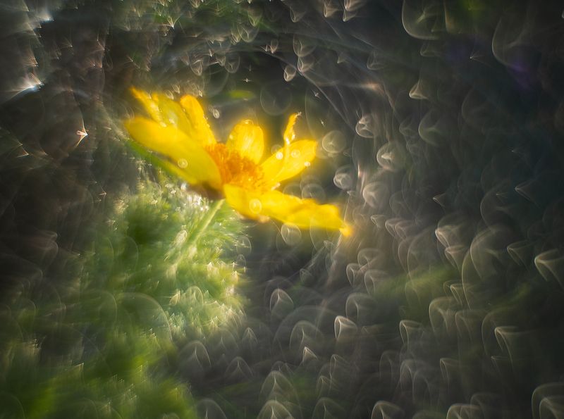 Одинокий адонисphoto preview