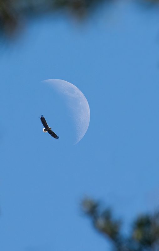 Белохвостый орлан в лунеphoto preview
