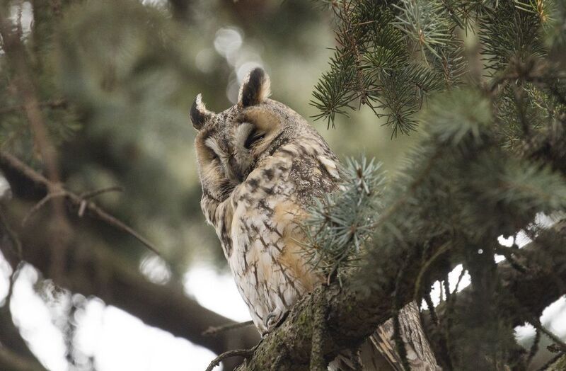 Ушастая соваphoto preview