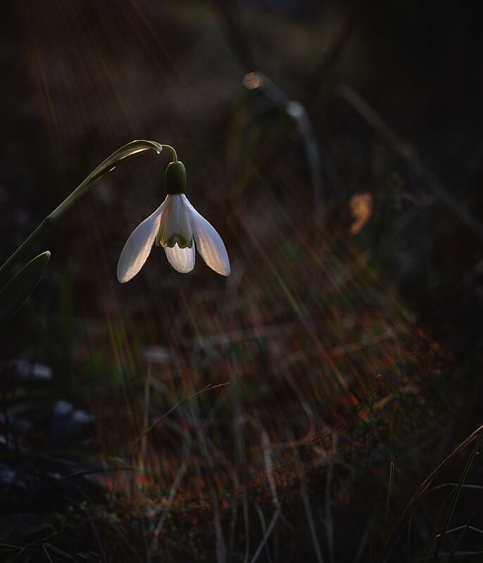 закат В лучах закатаphoto preview