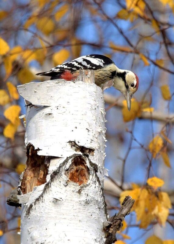белоспинный дятел, золотая осень, живописный пень Осенний дятелphoto preview