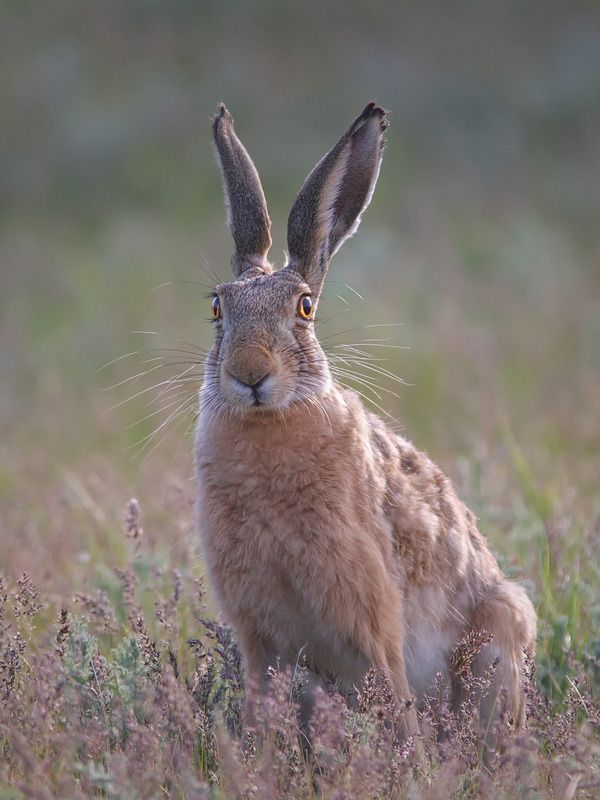Зайчик.photo preview
