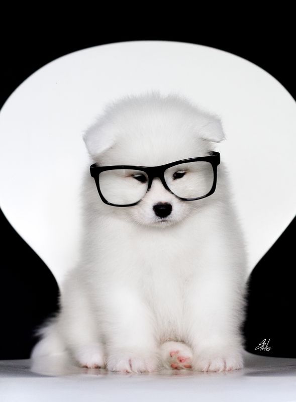 photography,dogs,pets,animal,canine,portrait,puppy,pose,natural,light,samoyed,nikon,camera,fluffy,white,spring,glasses,geek sammy фото превью