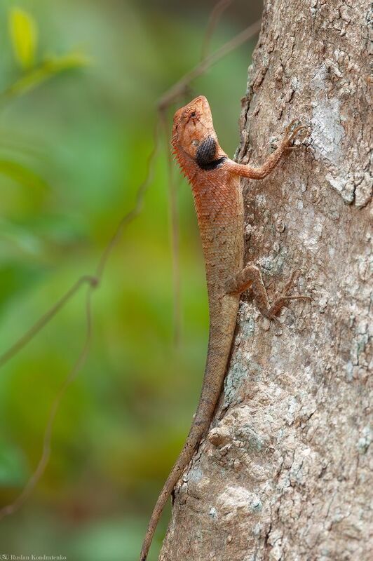 Калот-кровосос Калот-кровососphoto preview