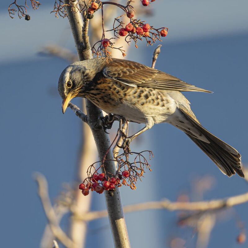 Рябинник Рябинникphoto preview