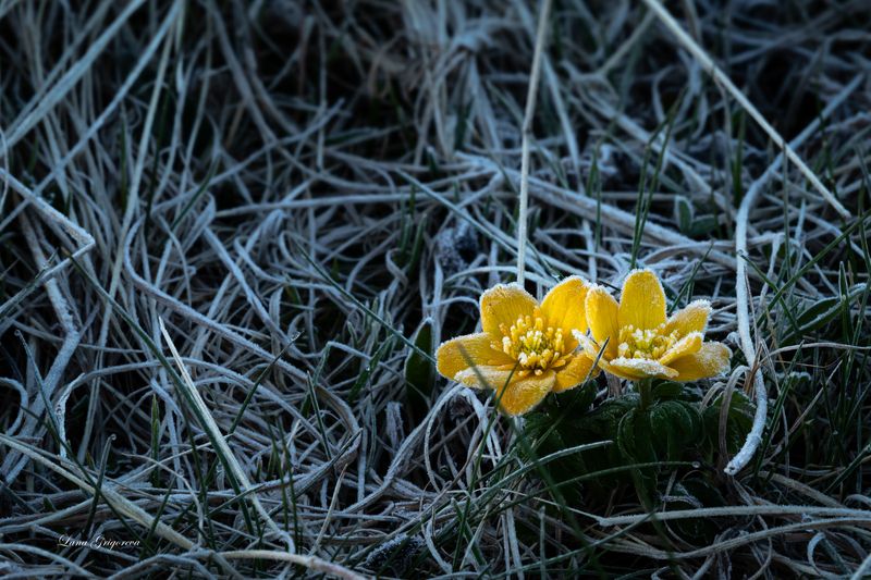 Холодное дыханиеphoto preview