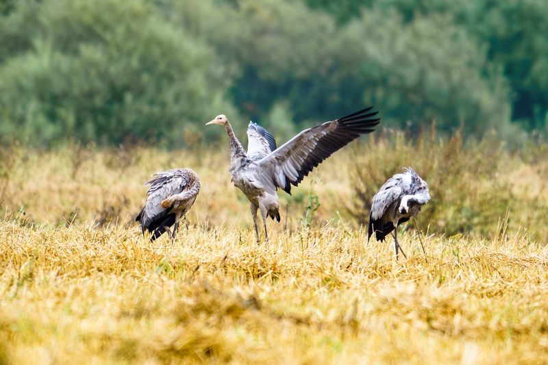журавли Журавли под дождемphoto preview